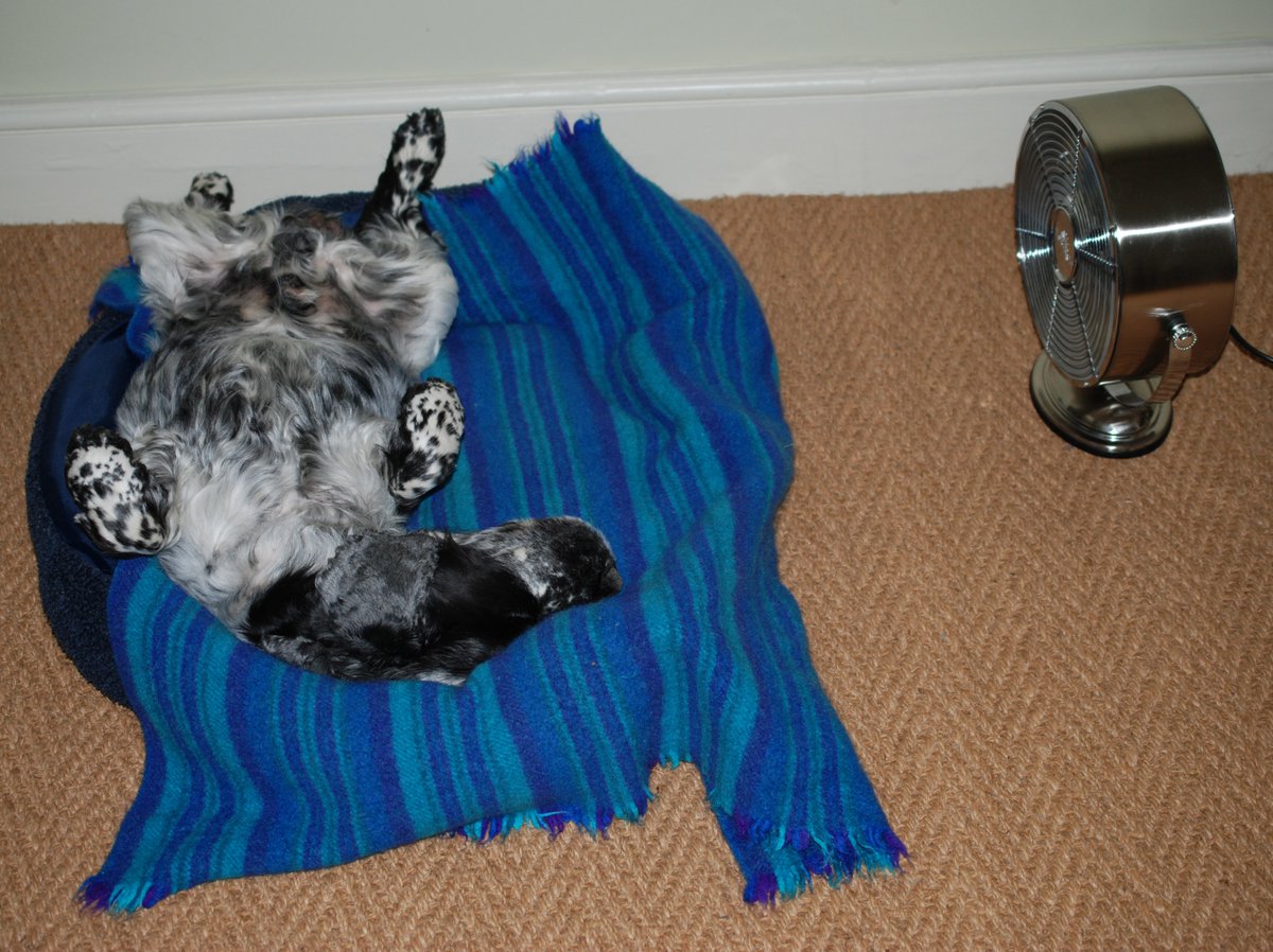 Tarvier's tweet photo. Edward the #CockerSpaniel decided to confiscate the fan for a more comfortable afternoon in the office
#Hotdog #OfficeWork #Relax #DogsLife #KeepCool #Fan #TakeABreak 😂 https://t.co/YYXX1spmoL