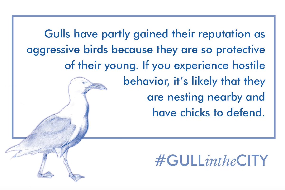 TeamLondonBdg's tweet photo. Spare a moment for our misunderstood riverside pals &amp; visit #MarkDion's Mobile #GullAppreciation Unit, nested in @PottersFieldsPa until Saturday 💙 #GULLintheCITY #atlondonbridge #MGAU https://t.co/jMcmUHkERi