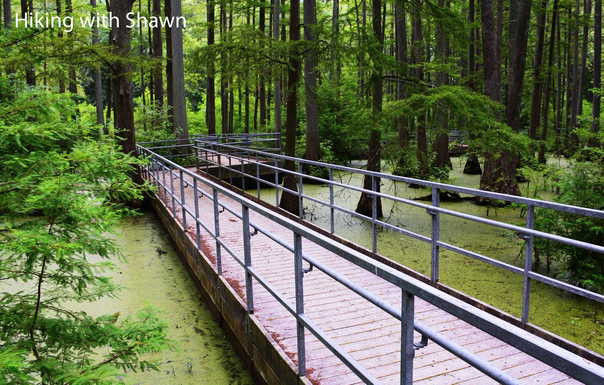 hikingwithshawn's tweet photo. #HeronPond has many great views to offer from botany to herpetology, birding to just some good old fashion hiking fun and it's great for folks of all ages. #HikingWithShawn #CacheRiver #Swampage #Hiking #SouthernIllinois #Illinois https://t.co/WfONMWtPpH