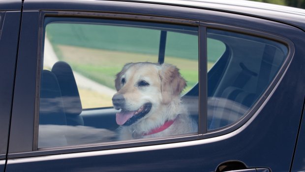 RTLnieuws's tweet photo. OM waarschuwt: Hond in hete auto? Dan baas voor de rechter! https://t.co/FlU2Kr8lWs https://t.co/TaGzTuztOt