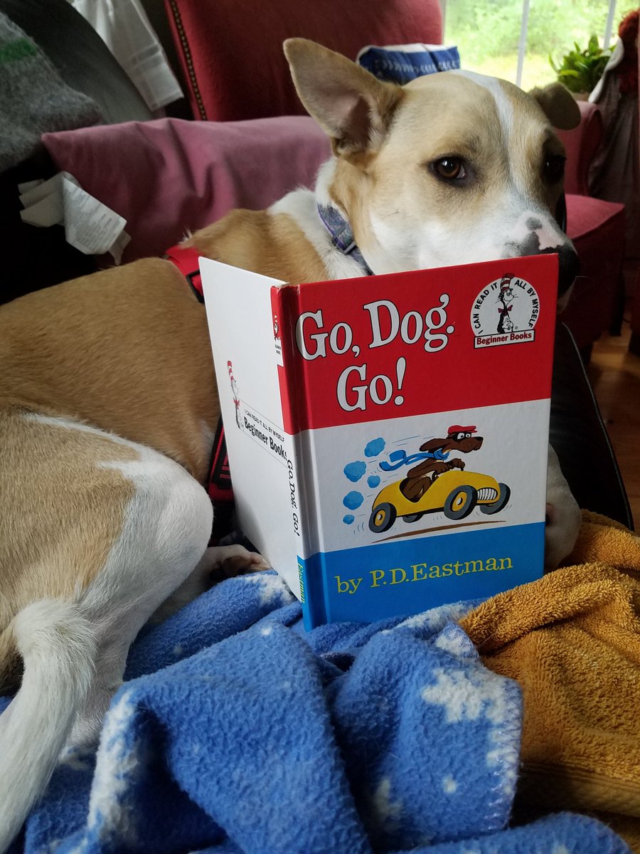 Larky is snuggled up with a good book on this hot cloudy July day. I hope you have been practicing your reading over the summer. If you are a teacher, I hope you have found an enjoyable professional development book. #SummerReading #practicereading #iteach @hersom_jennifer