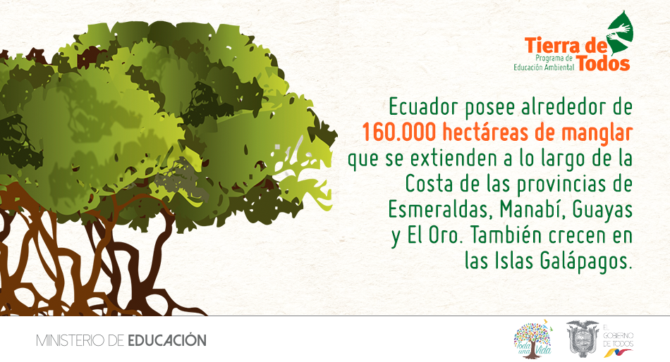 Educacion_Ec's tweet photo. La destrucción del manglar trae como consecuencia: degradación ambiental de
las costas y disminución de la calidad de vida de los pueblos ancestrales de esas
zonas. #DíaManglaresEC https://t.co/CnwAgJGUU1