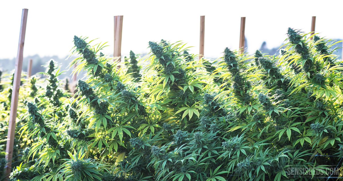 SensiSeeds's tweet photo. We like big buds, and we cannot lie. Discover our indica, sativa, hybrid and cheapest highest yielding strains here! https://t.co/twBMwk2WKw https://t.co/ugTJFKSJfX