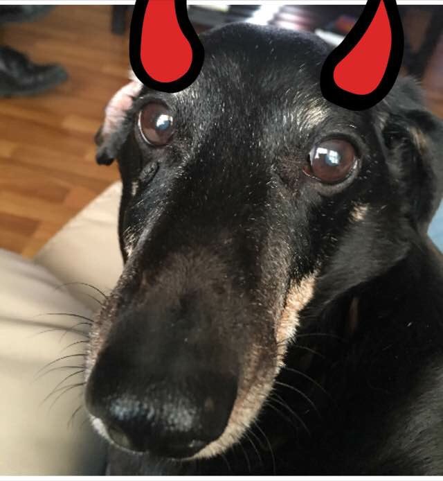 Happy Thursday pals. Like my new disguise? It's supposed to scare the zombs away BOL #ZSHQ #SausageArmy #devilindisguise
