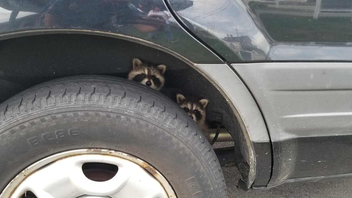 OnlyInBOS's tweet image. Rye Police arrived at a Dunes Motel parking lot to find 2 baby raccoons hiding behind the wheel of a vehicle. 

Police were able to safely relocate them.
