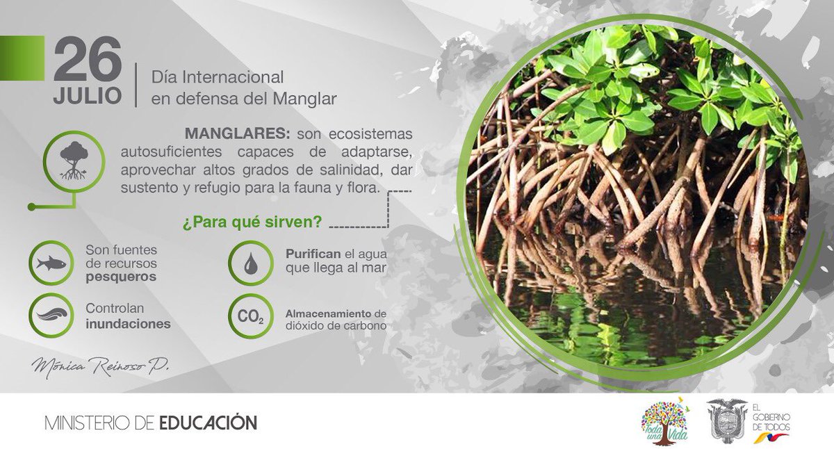 monireinoso's tweet photo. .@Educacion_Ec Hoy se celebra el día Internacional en defensa del Manglar, día en el que se pretende concienciar a la población mundial sobre la conservación de estos ecosistemas completos y altamente diversos. #DíaManglaresEC 
 @Ambiente_Ec @tgranizo @ONUMedioAmb @AndresFantoniB https://t.co/X2IrjH5Lmp