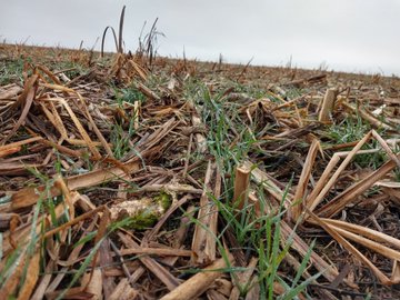 Ver imagen en Twitter