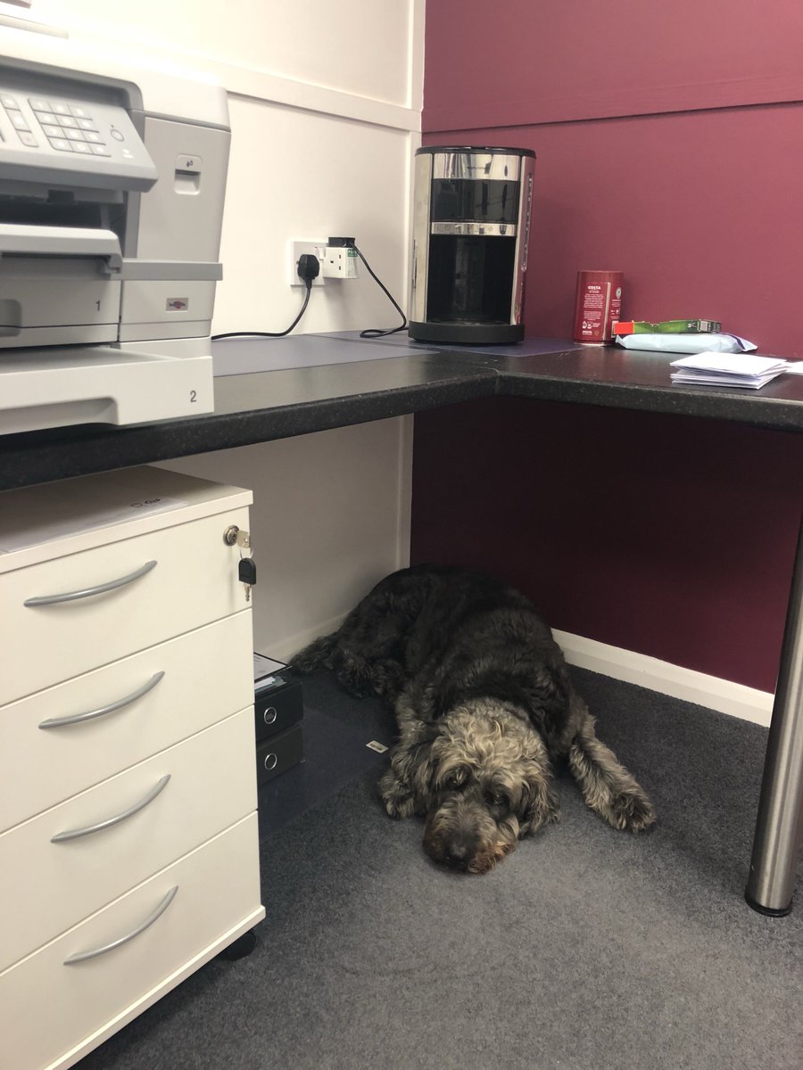 Obi is thankful for air conditioning in the office..