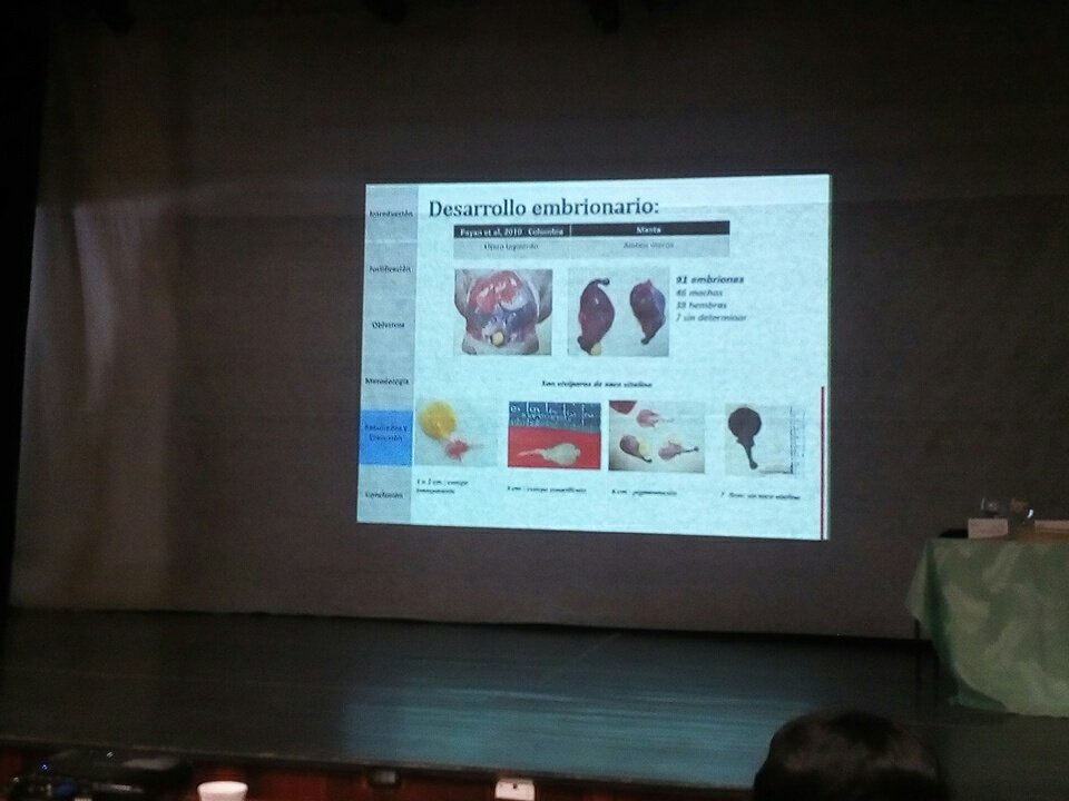 CMar2018's tweet photo. Bryan Linzán, estudiante de #Sharep @CCMarUleam presenta su estudio sobre aspectos reproductivos de la raya Narcine leoparda. Se reporta que estos vivíparos de desarrollo uterino al nacer mide de 7 a 8 cm #CMar2018 https://t.co/kmziFEm7br