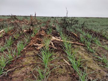 Ver imagen en Twitter