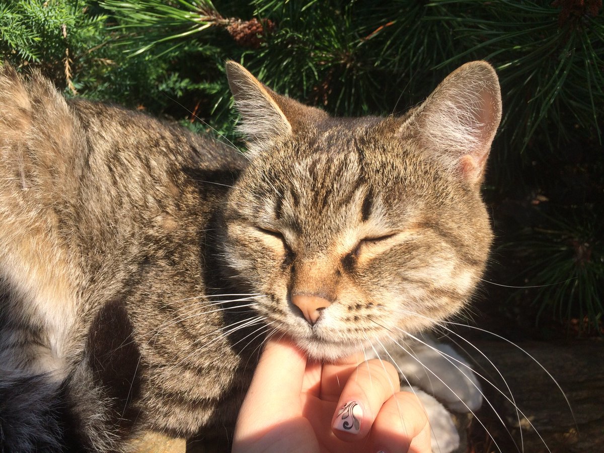 SavadaKuro's tweet photo. ★*:.｡cat’s ЦЕПОЧКА｡.:*★

🐈 Читай меня,я взаимна ☆
🐈Делай РТ╰(*´︶`*)╯♡
🐈Читай ретвитнувших ★彡
🐈Будь взаимен, котик(>◡<)

* В мире будут плакать кисы, если 0 рт*
★…🐈
🐈 (это кст мои фотчки🔥))
#ЦепочкаТвиттерских 
#ЦепочкаФолловеров https://t.co/L7UK3xp2nI
