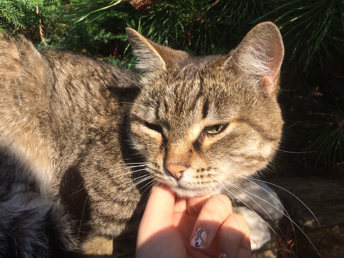 SavadaKuro's tweet photo. ★*:.｡cat’s ЦЕПОЧКА｡.:*★

🐈 Читай меня,я взаимна ☆
🐈Делай РТ╰(*´︶`*)╯♡
🐈Читай ретвитнувших ★彡
🐈Будь взаимен, котик(>◡<)

* В мире будут плакать кисы, если 0 рт*
★…🐈
🐈 (это кст мои фотчки🔥))
#ЦепочкаТвиттерских 
#ЦепочкаФолловеров https://t.co/L7UK3xp2nI