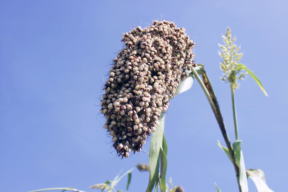 Burkina Faso : La biotechnologie agricole pour contrer le déficit céréalier ? abjca.wordpress.com/2018/07/26/bur…