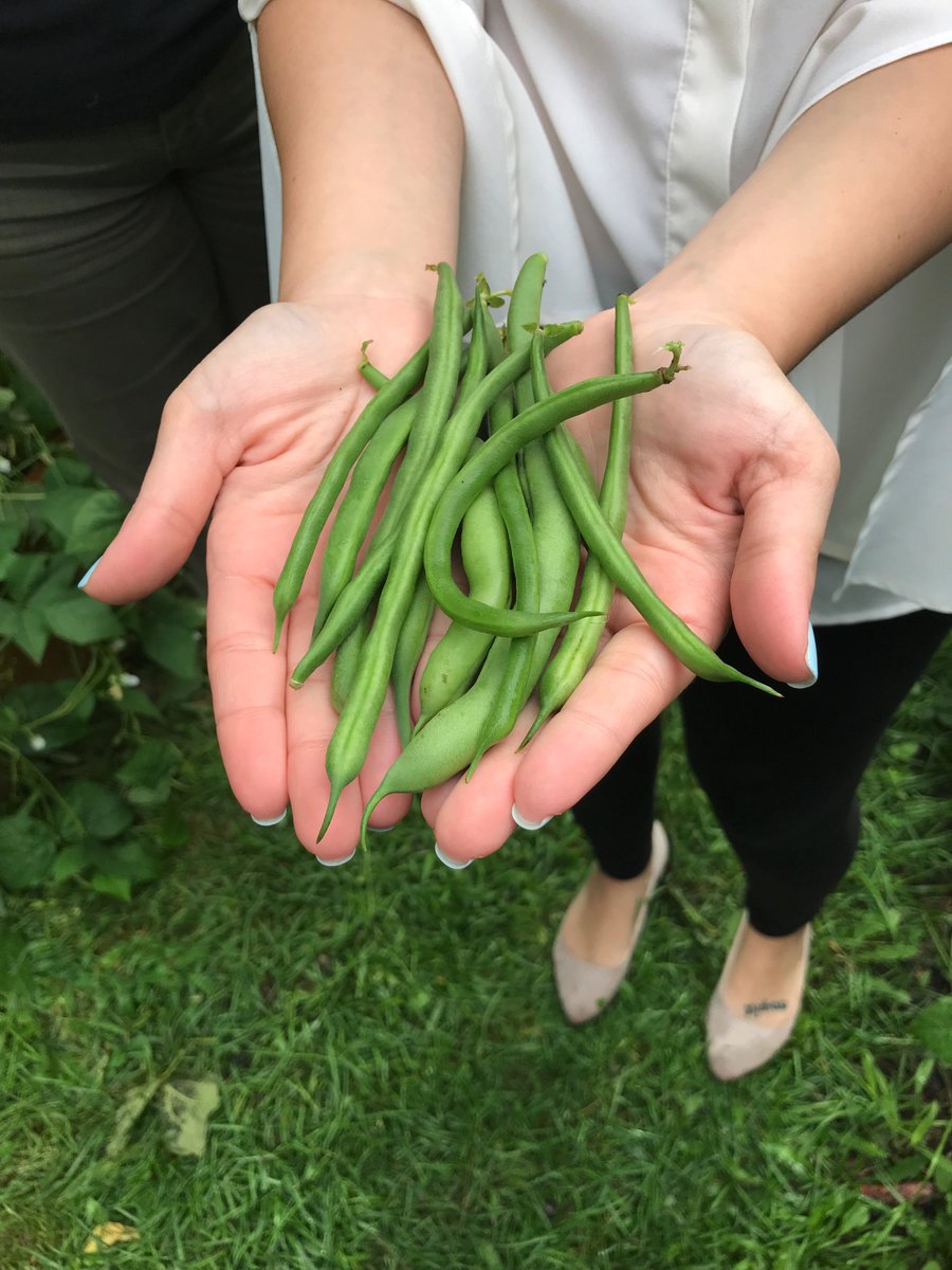Workwave's tweet photo. We're amazed by the progress made at our WorkWave garden bed at @FulfillNJ. It's an honor to help feed our local community! #WorkWaveCares https://t.co/gyfKPKCztv