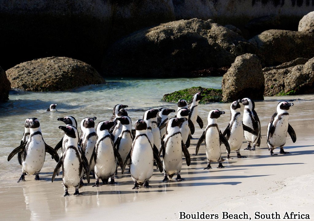 CruiseWithDerek's tweet photo. Caption this! Here is our caption: "We don't have time to stop for a photo, we're on official penguin business". Can you think of a great caption for this photo? We'd love to hear it in the comments.
#captionthis #penguins #bouldersbeach #southafrica #explore #travel #wanderlust https://t.co/iSvkBXh07A