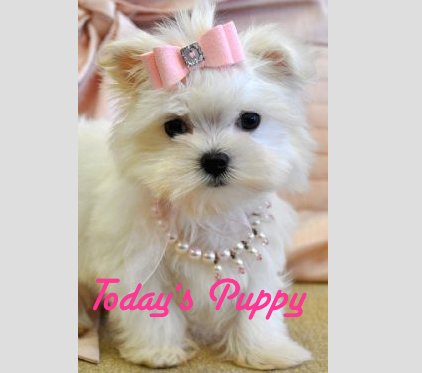 WeLoveDogsUSA's tweet photo. Today's Adorable Puppy is a #Maltese wearing her favorite necklace and bow!
#CutePuppies #SmallBreedDogs #DressedUpDogs #ThursdayAesthetic
#DogsWearingBows #DogsOfTwitter #FluffyPuppy https://t.co/OpmHZBWnfJ