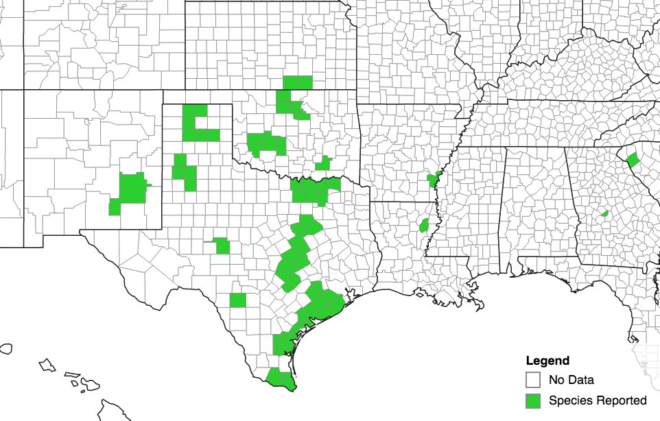 myFieldsMobile's tweet photo. Small populations of sugarcane aphid were found in Sumner Co, KS. Scout early/often and visit https://t.co/1bO0fWd6PX for more information. If you find sugarcane aphids, please contact your local extension agent or state specialist. https://t.co/xEOaXCRFxt