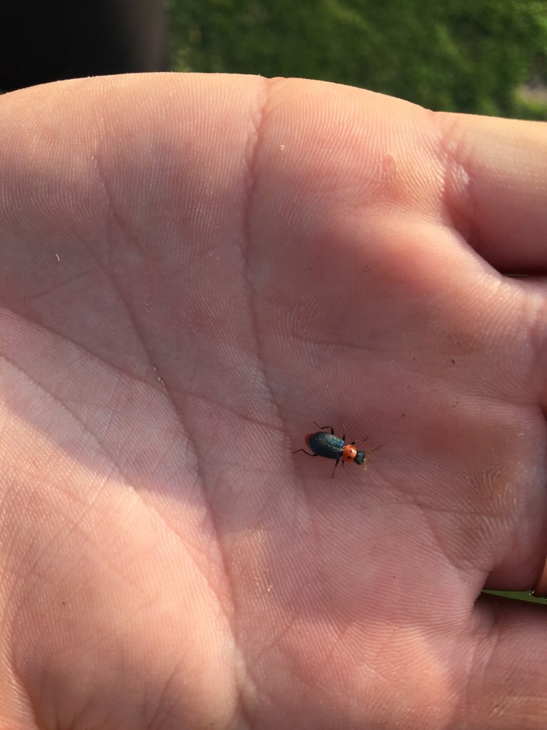 Finding a few of these in my travels sweeping canola in <a href="/vulcancounty/">Vulcan County</a> Any idea what it is? <a href="/ABbugcounter/">Scott Meers</a>