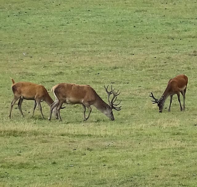 mosstraveltv's tweet photo. Such a #beautiful thing to see. Three #deer enjoying a spot of breakfast just off Sandy Gate on the #HarewoodEstate. #animals #nature #stag #bambi #field #mammal #flora #instaflora #Leeds #IgersLeeds #LeedsPhoto #Yorkshire #wildlife #travel #tourism #tourist #leisure #life https://t.co/9cqzZV9DPi