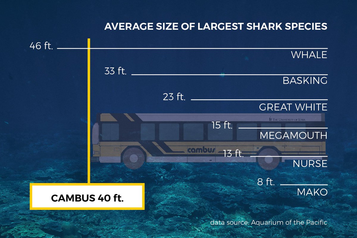 uiowacambus's tweet photo. DYK: The majority of buses in the CAMBUS fleet are about 17 feet longer than the average Great White Shark? #SharkWeek #DYK #TransitFacts https://t.co/rUIgWnNaHA