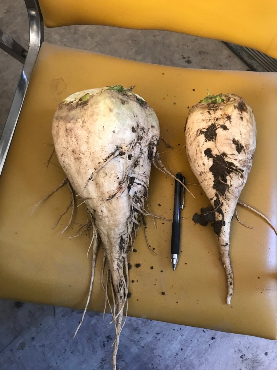 coryvdelzen's tweet photo. I did have to hunt around to find the large one. 1.6kg #stilljuly #sugarbeet https://t.co/kfpPzOWECK