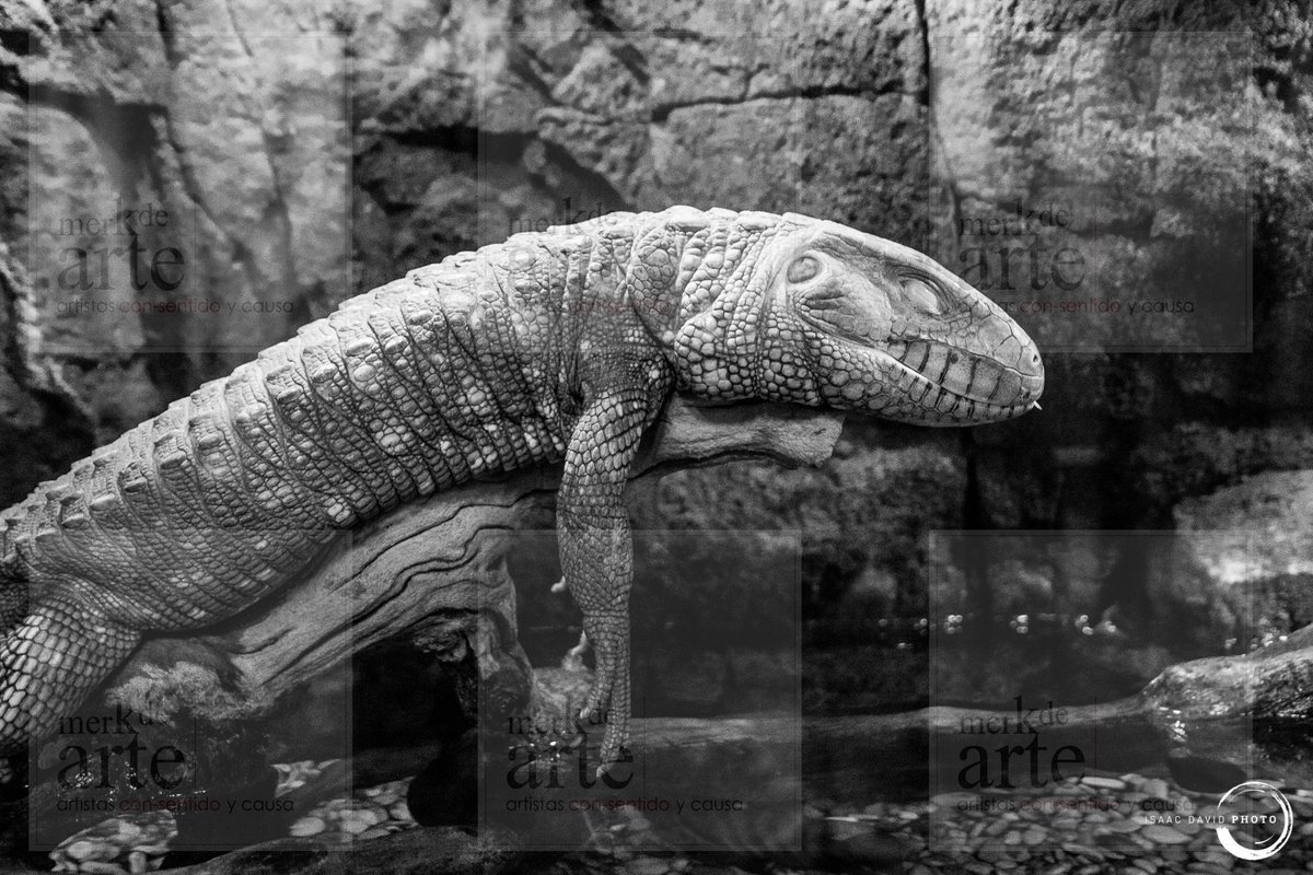 MerkdeArte's tweet photo. Conoce a David Hernandez Barrientos Isaac David Photo @isaacdavidphoto, una gran artista. 
Sus obras se encuentran en exhibición y a la venta en la galería de #Merkdearte

Sitio web: https://t.co/sLgKBBeckt

#FelizJueves #CDMX #Fotografo #Artista #Mexicano #EsteFinSeguroYo https://t.co/T3NvfHygok