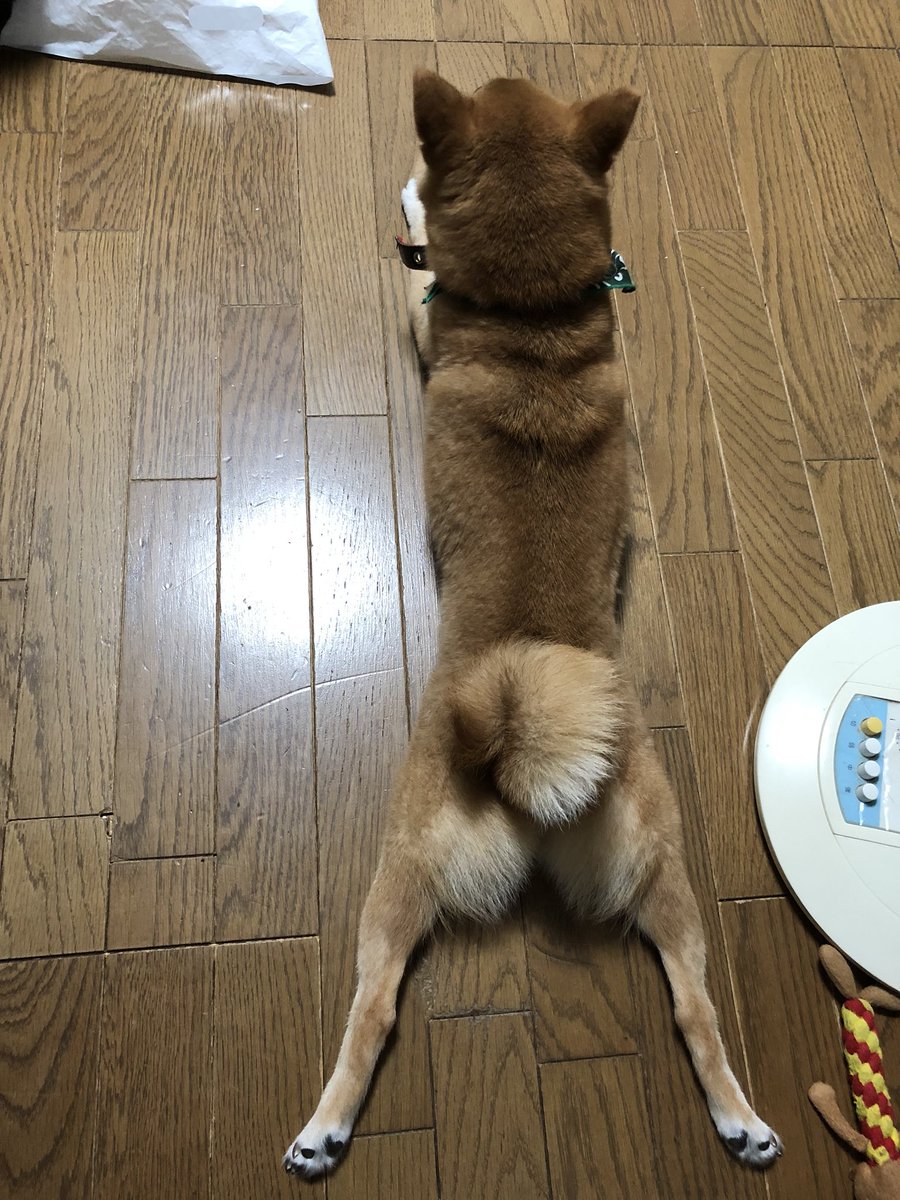柴犬ぱる Paru Siba912 Twitter