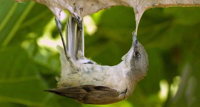 LPOFrance's tweet photo. ⚠️ Après l’indignation, l’action ! Sous prétexte de "traditions" le @Min_Ecologie veut, comme les années précédentes, autoriser diverses pratiques cruelles de piégeage de centaines de milliers d’#oiseaux. Dites non à ce massacre sans plus attendre =>https://t.co/rsZiqMBYTR https://t.co/XIbCw3pfIU