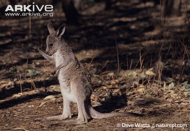 lilybentley's tweet image. Struggling during the #heatwave? Why not lick your forearms until saliva-soaked and enjoy some evaporative cooling? (Water works too, if you're not a kangaroo.) Any other #animalcooling techniques that #biologytwitter can think of? (📷Dave Watts @Arkive) #phdchat