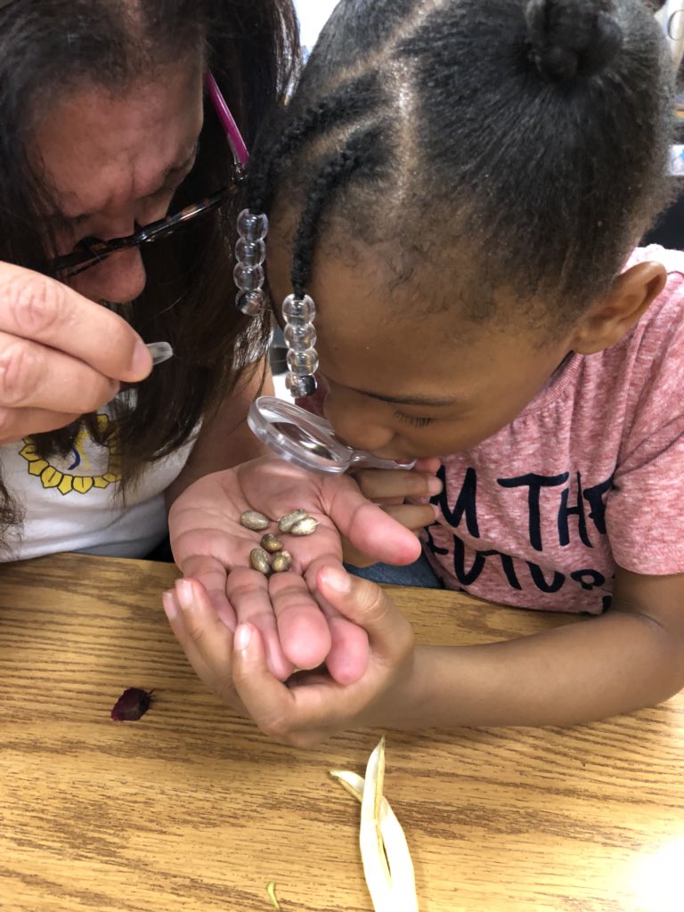 Cara4Kinders's tweet photo. We observed what we found in the garden. Green beans and cabbage! Science is fun! @PetreeElem #pathway2one #kinderfun #science https://t.co/HpBgAlvX8Q