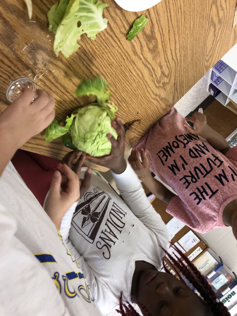 Cara4Kinders's tweet photo. We observed what we found in the garden. Green beans and cabbage! Science is fun! @PetreeElem #pathway2one #kinderfun #science https://t.co/HpBgAlvX8Q