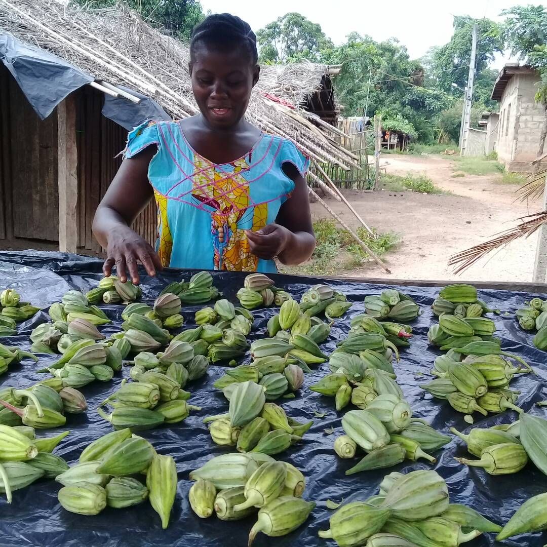 CocoanectBV's tweet image. One very proud farmer with her harvest of okra, or gombo,  which she cultivated from the improved seed stock produced by our women-coop Covima. #diversification #ivorycoast #cocoanect #BehindtheScenes