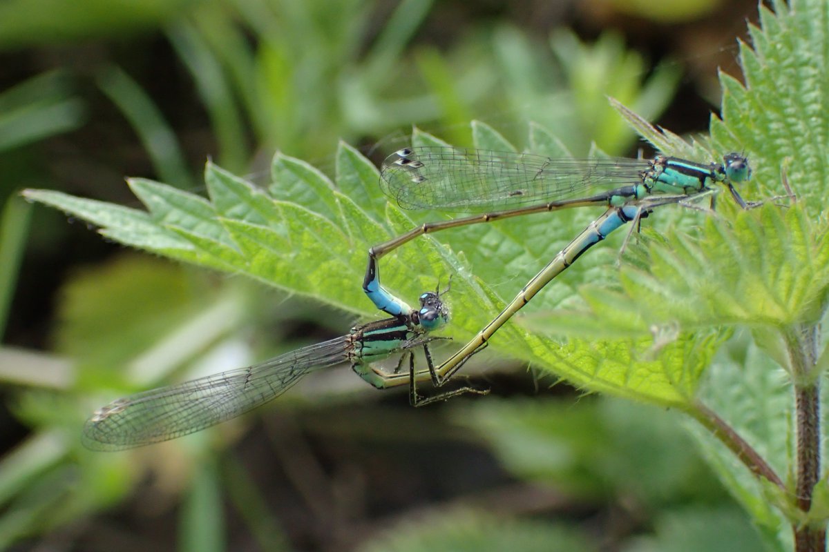 StonebridgeLock's tweet photo. We #LovetheLea Join us to find out how you can show your💚for your local #river and help to improve habitat for #biodiversity #TottenhamMarshes #RiverFete Sat 28/07 11:30-15:30, N17 0XD #StonebridgeLock @wateeside  #ShapeYourRiver #lovewhereyoulive #WaterIsLife  #WeWantWildlife https://t.co/3ZnCBQgVs6