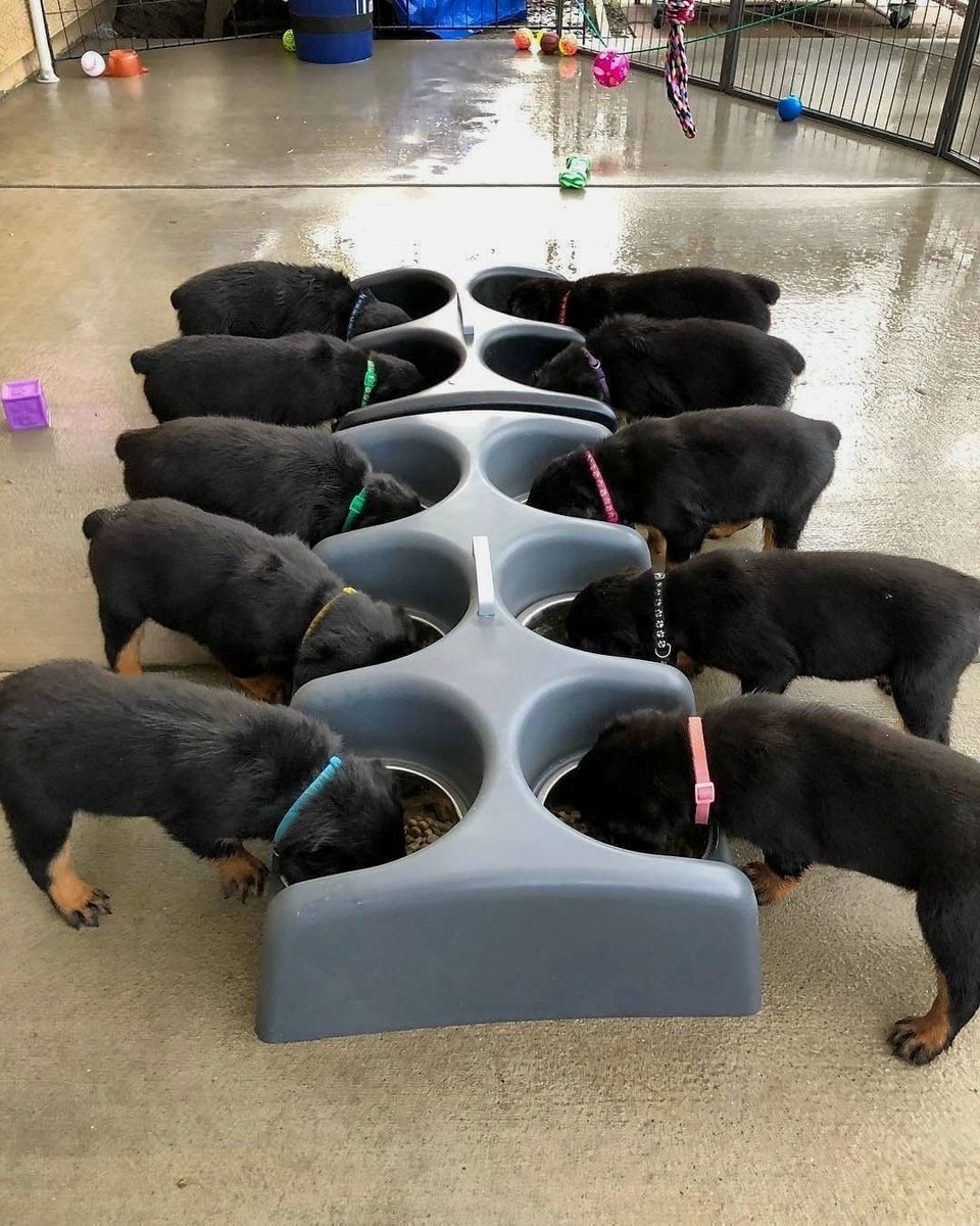 pioterandre's tweet photo. #iloverottweilers #puppies #lunch https://t.co/0fNhA9I6EC