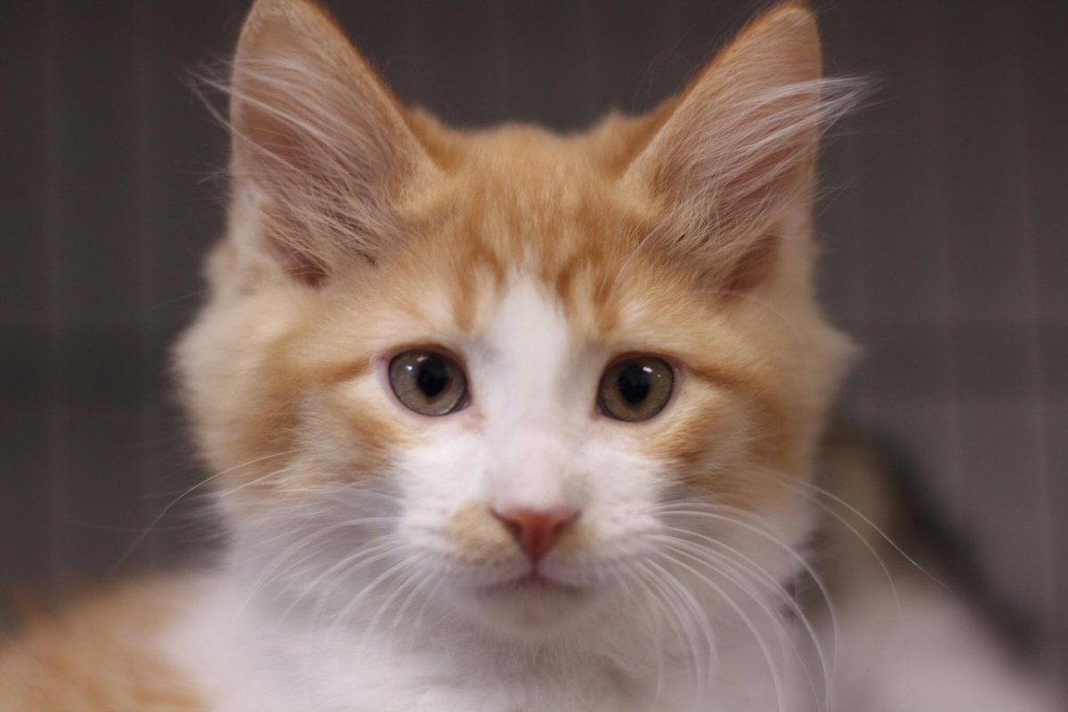 HuntingdonCtyHS's tweet photo. How can you resist this face? #Alfie #ThursdayMotivation #Adopt #kittens https://t.co/Ftsm69jD5U