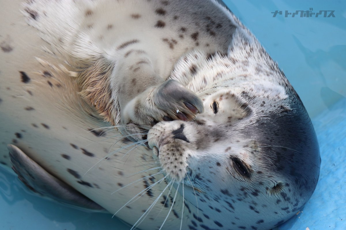 2018/05/19 撮影 稚内の赤ちゃんアザラシは半 #乾きアザラシ でした