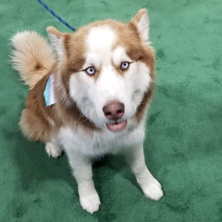 monspeakix's tweet photo. Today is the last day of the #outdoorretailershow so come on over with your furry friends to booth 42149-UL and hang out with us! 

#outdoorretailer #ORShow #orshow2018 #dogsofOR #weareoutdoor https://t.co/ziMITSJVfk