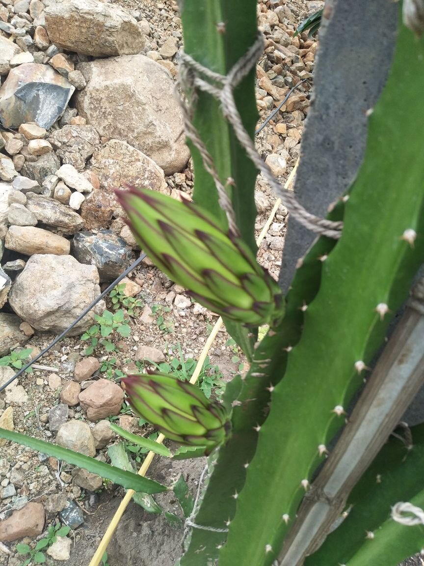 सब्र का फल मीठा हो या ना हो, अच्छा ज़रूर होता है  #First  #DragonFruit  #AtFarm