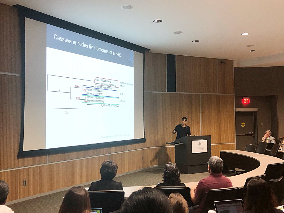 CamiDRyan's tweet photo. Dan Lin (@DLinYZ) of @DanforthCenter talks about genome editing to combat brown streak virus in cassava. The disease is especially troublesome for growers in East Africa. #geneeditingdanforth @ScienceAlly @mkarembu @isaaa_org @afri_isaaa https://t.co/EXnMH6EWpr
