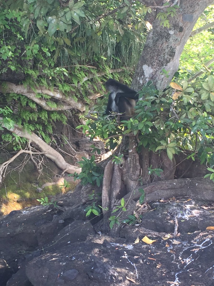 Ecopoint_Mexico's tweet photo. La fauna y flora en méxico es de las más diversas en el mundo por ejemplo en el #PuebloMagico de Catemaco, Veracruz.
Por eso cada acción que hacemos es para cuidar a nuestro país pero sobre todo a nuestro planeta.
#JuntosSomosMásFuertes
#juntossomosmaisfortes https://t.co/Xl1VHhLtUn