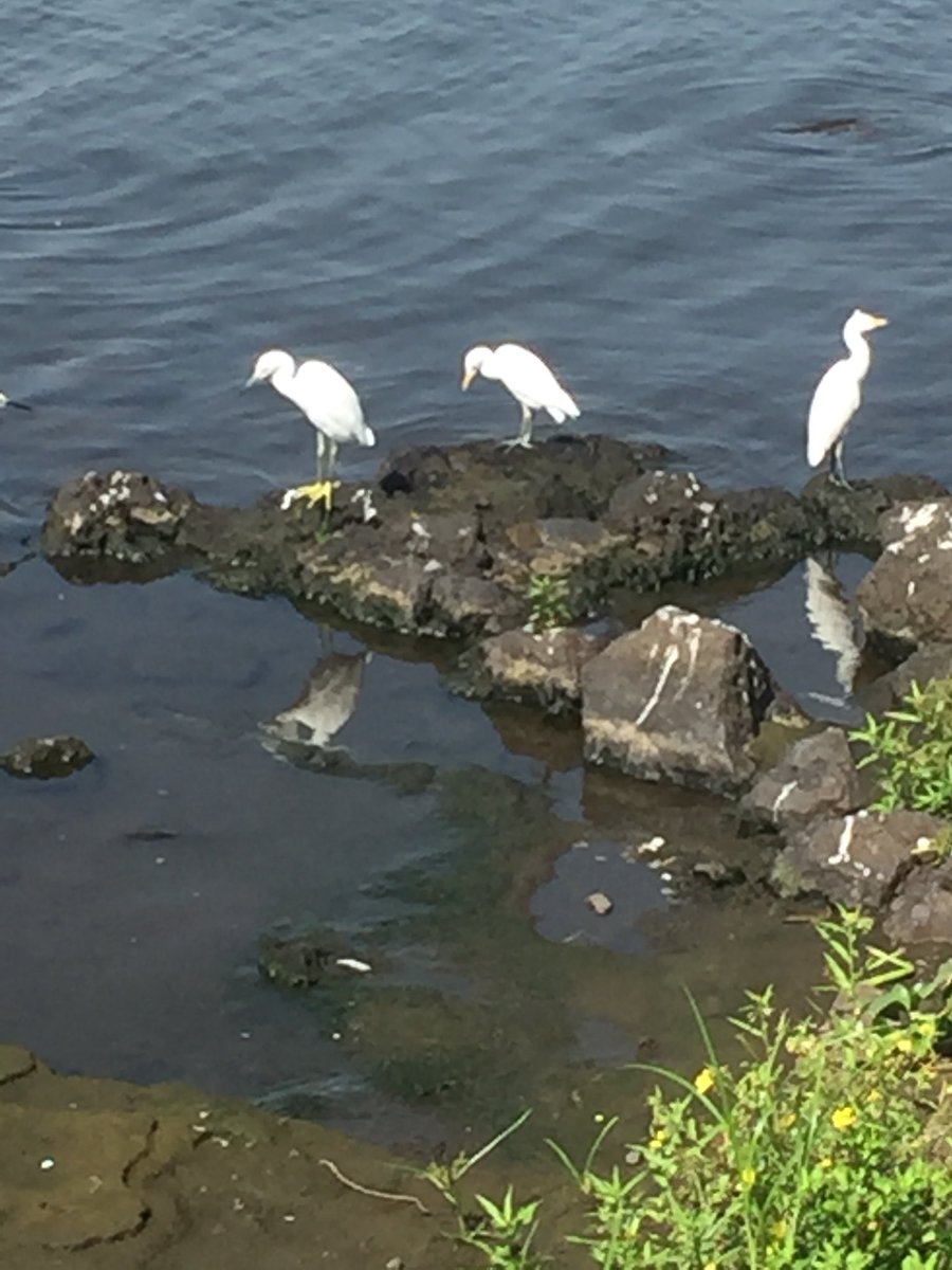 Ecopoint_Mexico's tweet photo. La fauna y flora en méxico es de las más diversas en el mundo por ejemplo en el #PuebloMagico de Catemaco, Veracruz.
Por eso cada acción que hacemos es para cuidar a nuestro país pero sobre todo a nuestro planeta.
#JuntosSomosMásFuertes
#juntossomosmaisfortes https://t.co/Xl1VHhLtUn