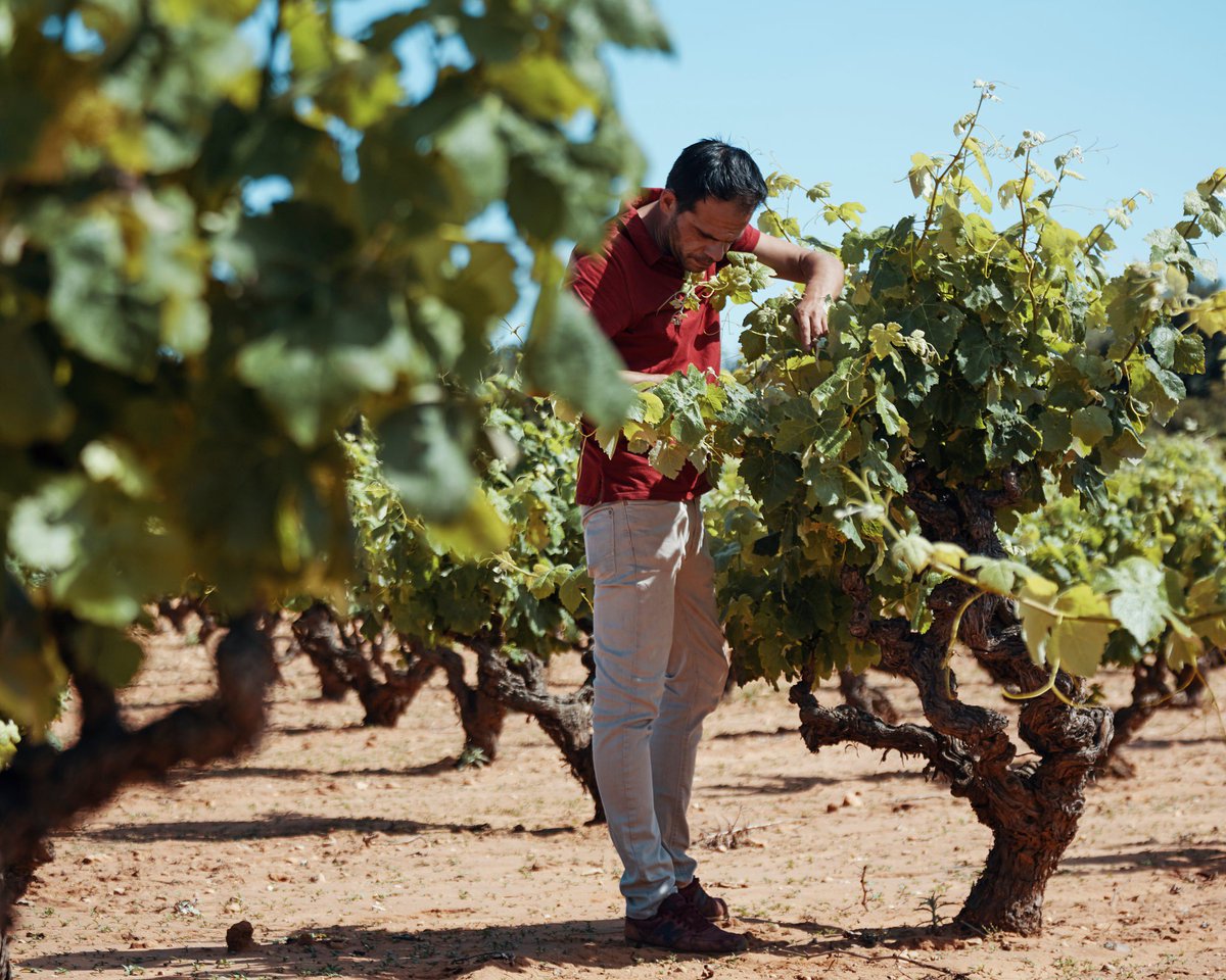 The Grape From Manchuela: Winemakers have found a new appreciation for bobal, an obscure red grape from southeastern Spain, left behind as others from the region gained global fame. Learn more at ow.ly/y1Sp30l7WC1. #spain #wine #thirstythursday
