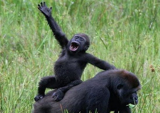 <3 #souvenirdegarde #cute #petsitting