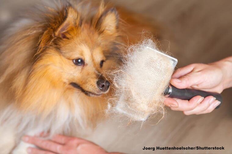LaundRConcierge's tweet photo. What should NEVER end up in your dryer- PET HAIR
If it builds up over time, it could begin combining with lint &amp;debris.  To avoid a possible fire sparking, make sure to keep the areas around your dryer, including underneath, free of extra pet hair, lint, and debris build up. R.D https://t.co/VPojJI4AeK