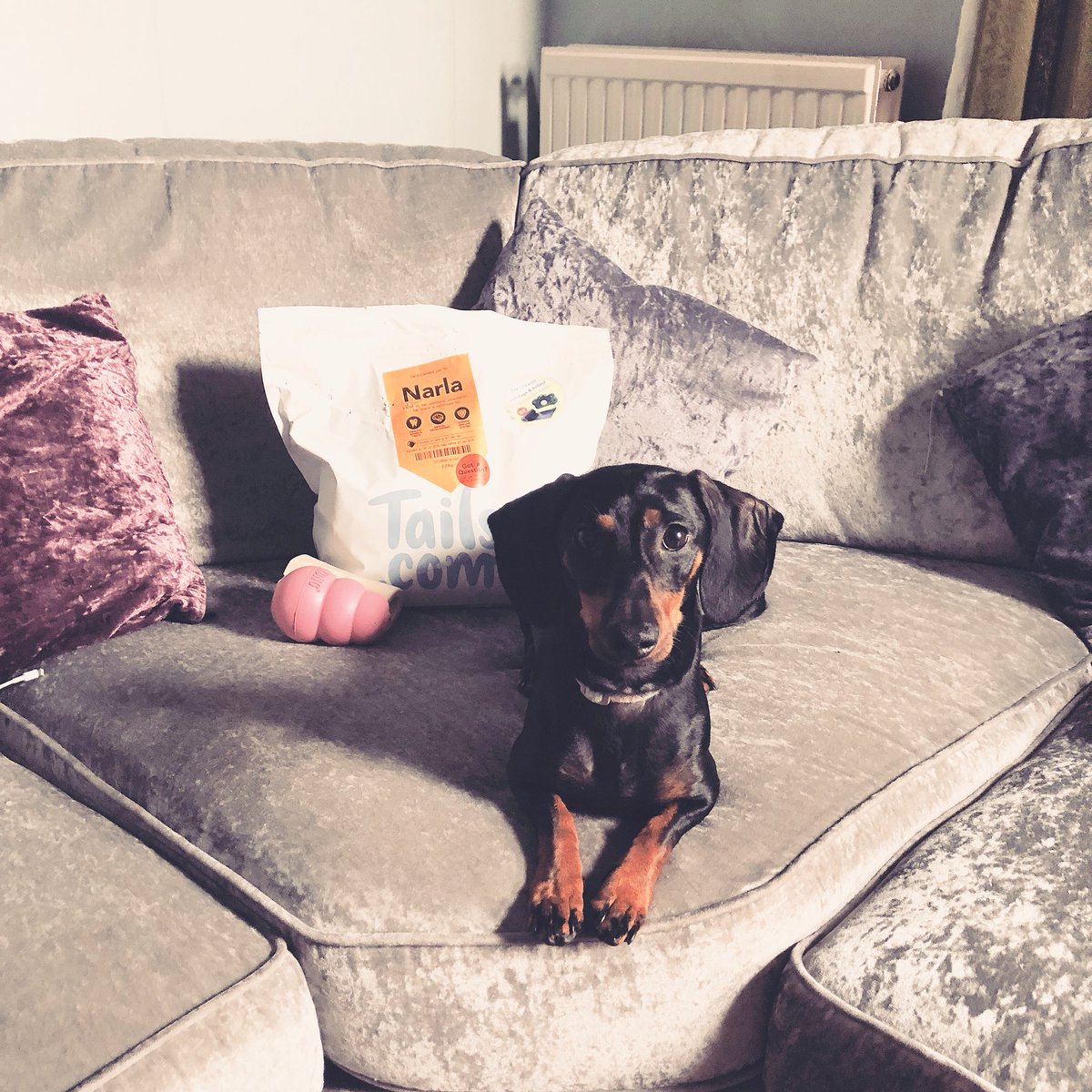 itsmelissajayn's tweet photo. Narla can’t wait to tuck in to her @tailsdogfood dog food. YUM. #dogs #sausagedog #puppy #dogfood #yum #daschund #puppygram #tailsdotcom #tailsdotcomuk #crushedvelvet #sofa #lounge #decor #bloggersunveiled #blogger https://t.co/xx0bknk1j1