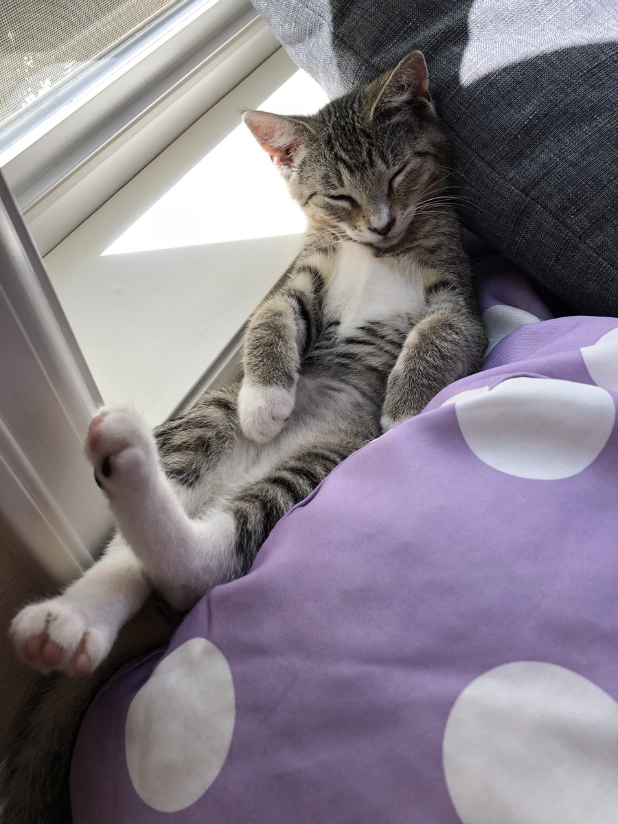FatFelines's tweet photo. Happy Thursday! #Kitten #cute #catstagram #kittensofinstagram #adorable #CatsofTwitter #fatfelines https://t.co/m6PkT7OOlF