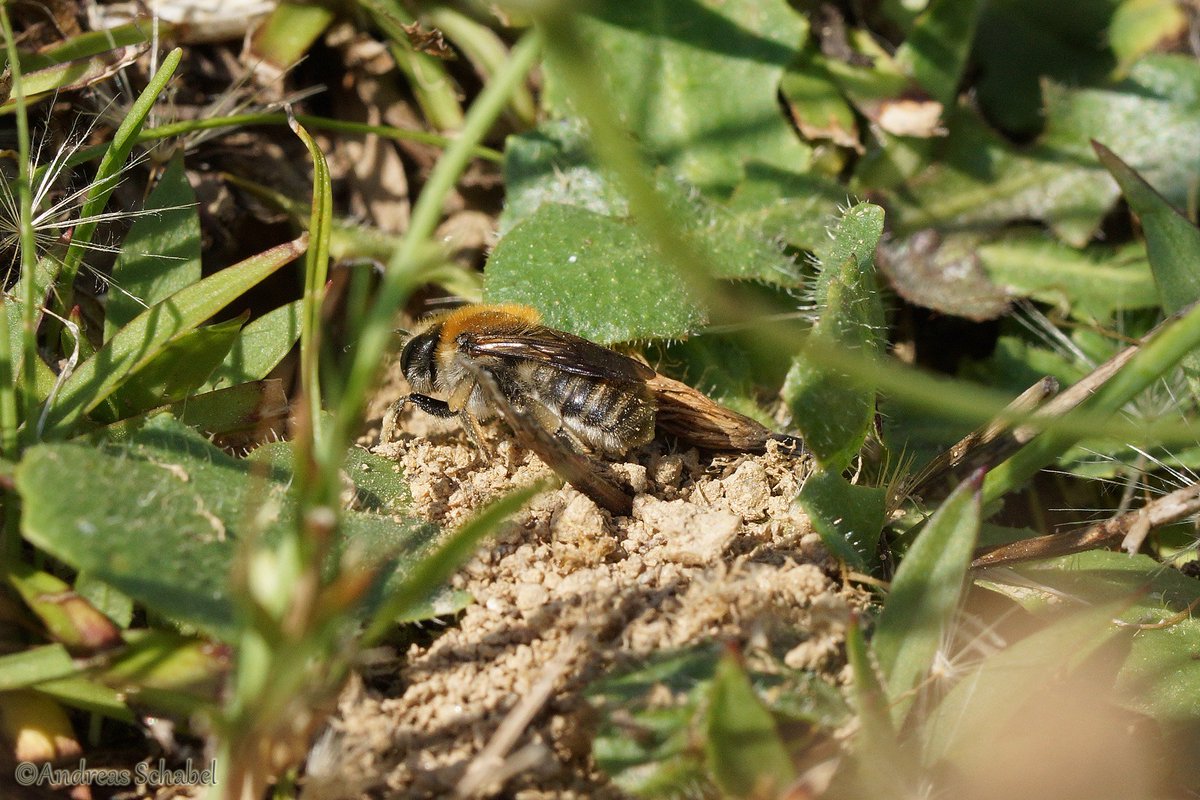 Andrena #wildbee working on her home in our #garden.

#BeesNeeds #savethebees #nativebee #macro #photography #bees #pollinators