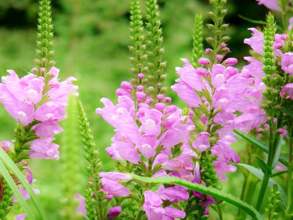 新着虎の尾 花 言葉 美しい花の画像