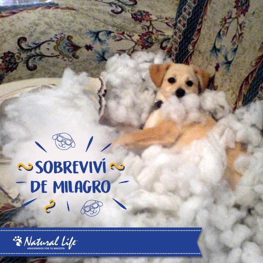 Natural Life Pet tweet media