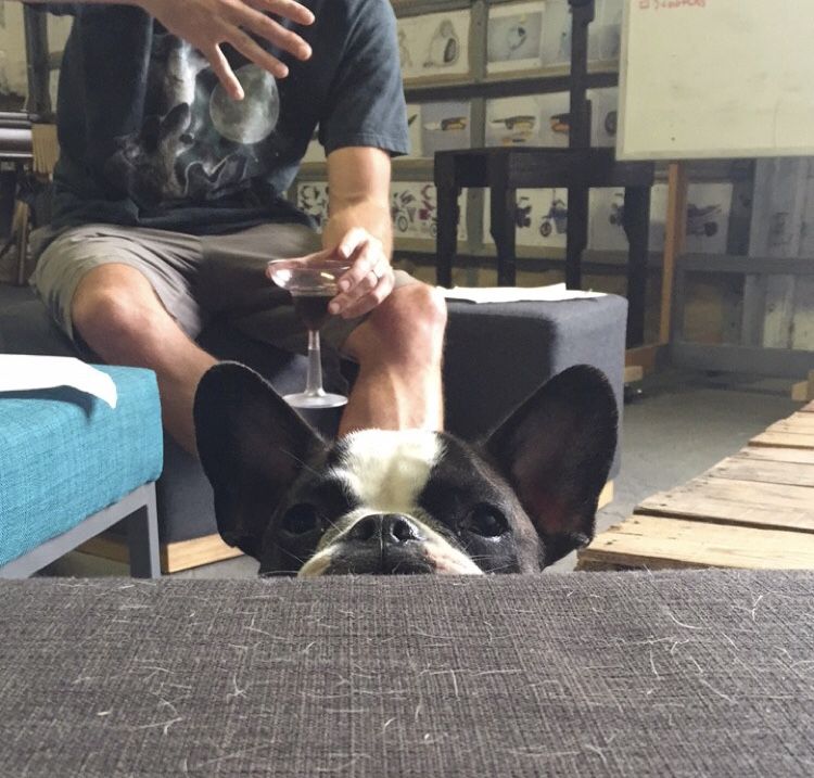 cardboardheli's tweet photo. #TBT to a daily occurrence. Penny trying to bait someone into chasing her. #studiodog #pennylane #moralebooster #pup #puppylove #instadog #cute #productdesign https://t.co/am855jVZYC